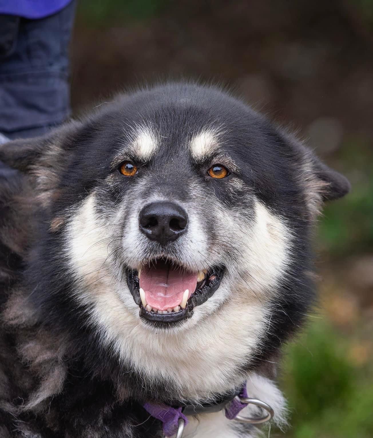Roxy, a Unknown old female Alaskan Malamute available for adoption from Doris Banham Dog Rescue in Nottinghamshire