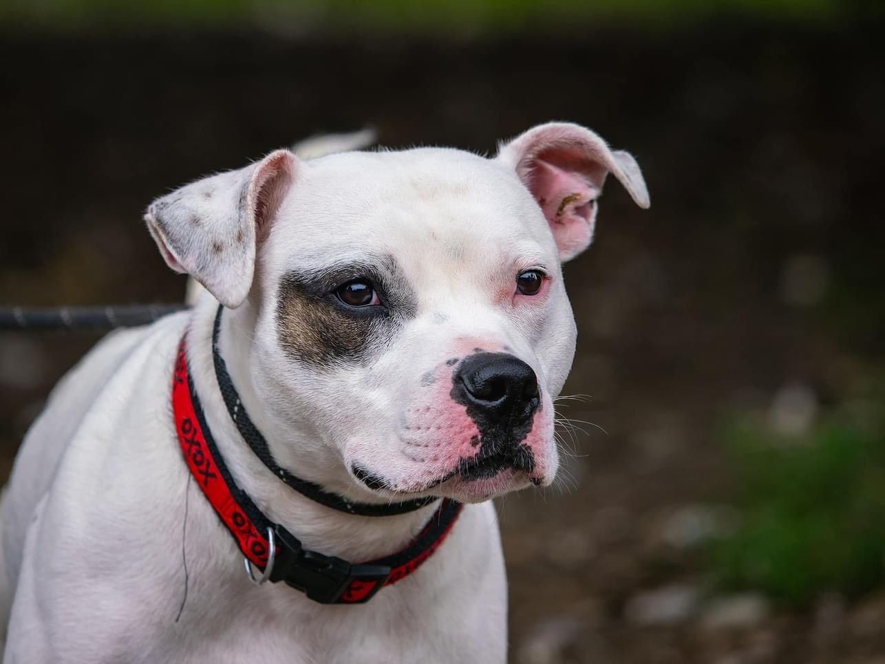Patch, a male Staffordshire Bull Terrier available for adoption from Doris Banham Dog Rescue in Nottinghamshire