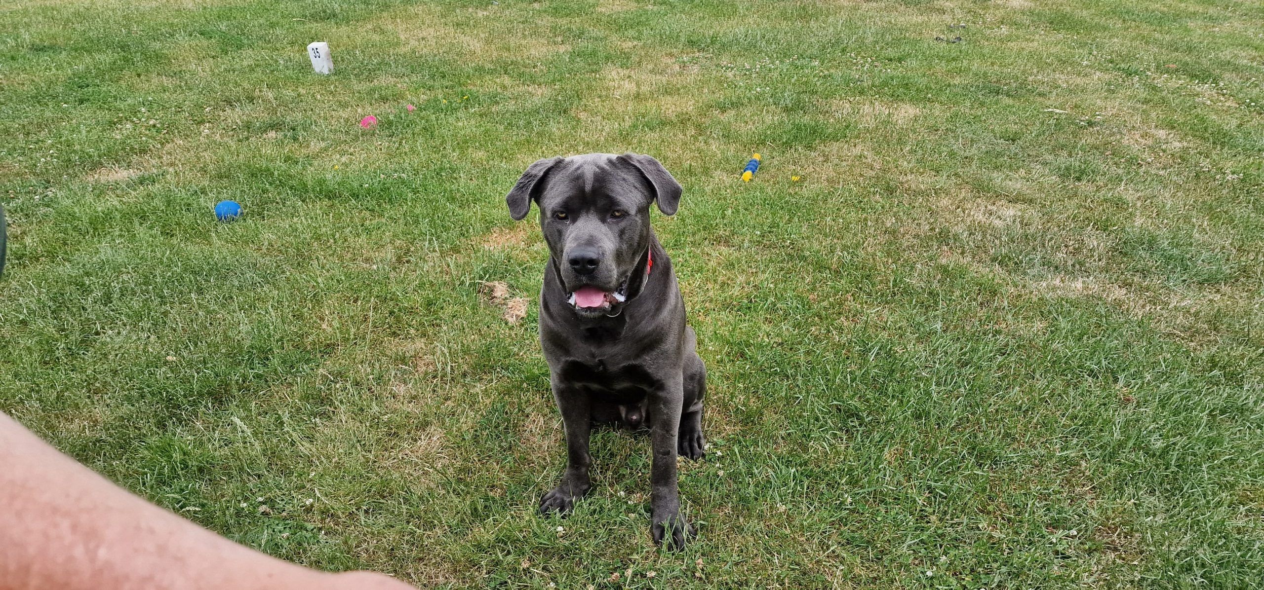 Vincent, a male Cane Corso available for adoption from Doris Banham Dog Rescue in Nottinghamshire