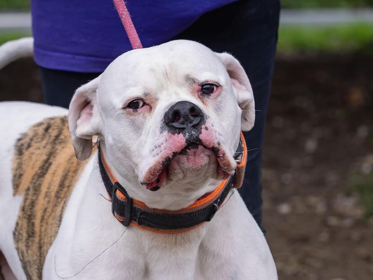 Bruce, a Unknown old male Bulldog available for adoption from Doris Banham Dog Rescue in Nottinghamshire