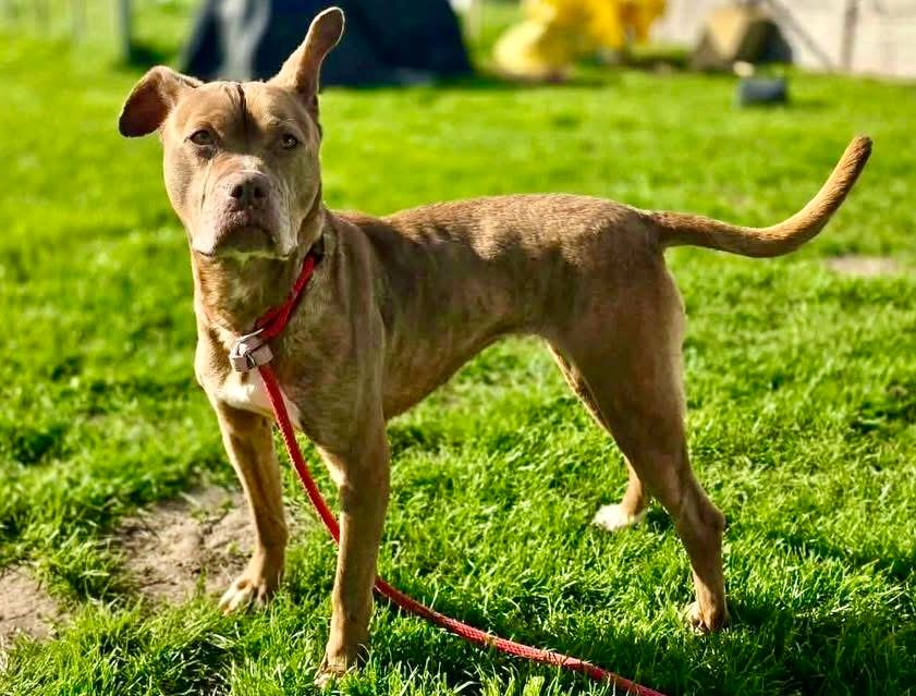 Bo, a Unknown old female Unknown available for adoption from Doris Banham Dog Rescue in Nottinghamshire
