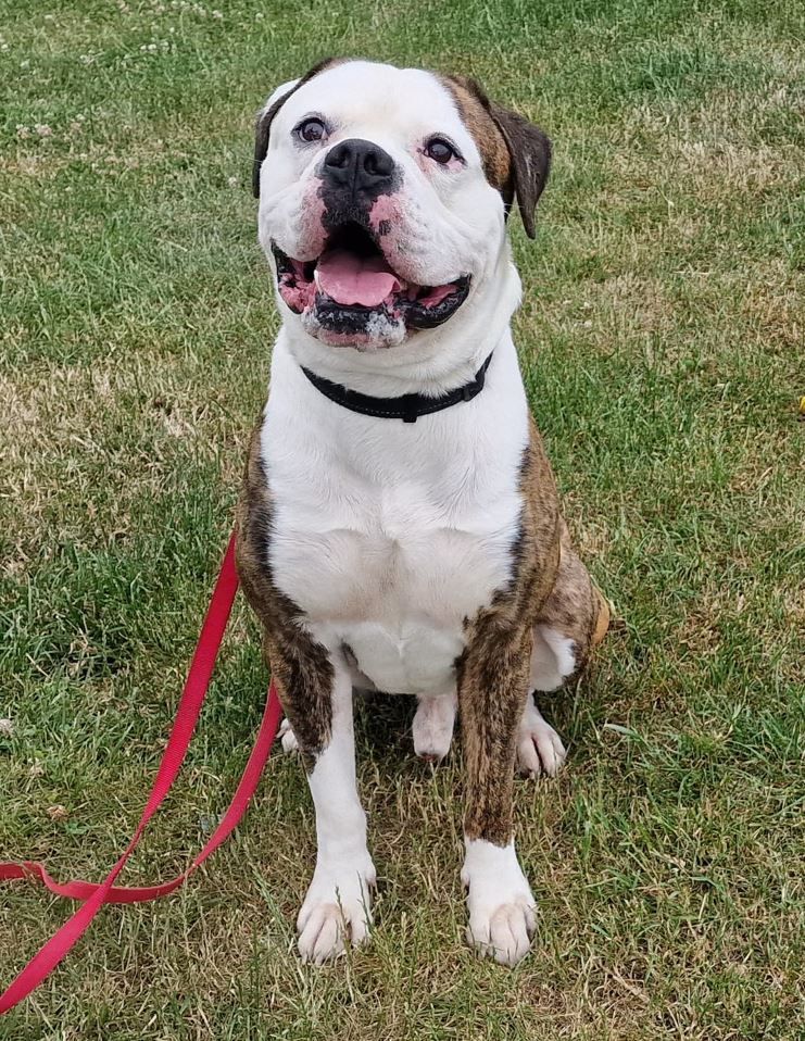 Ice, a male Boxer available for adoption from Doris Banham Dog Rescue in Nottinghamshire