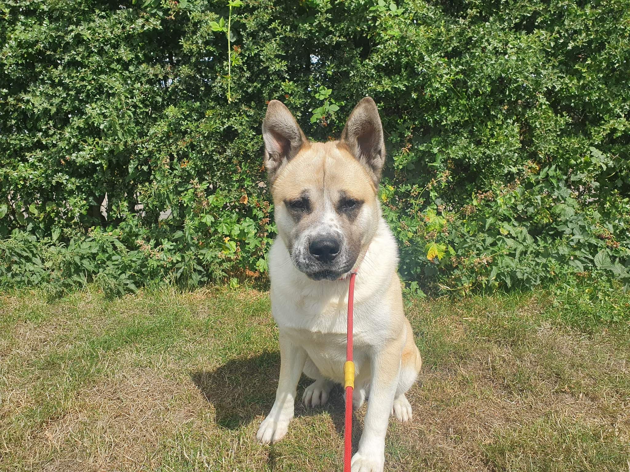 Bear, a Unknown old male Unknown available for adoption from Doris Banham Dog Rescue in Nottinghamshire