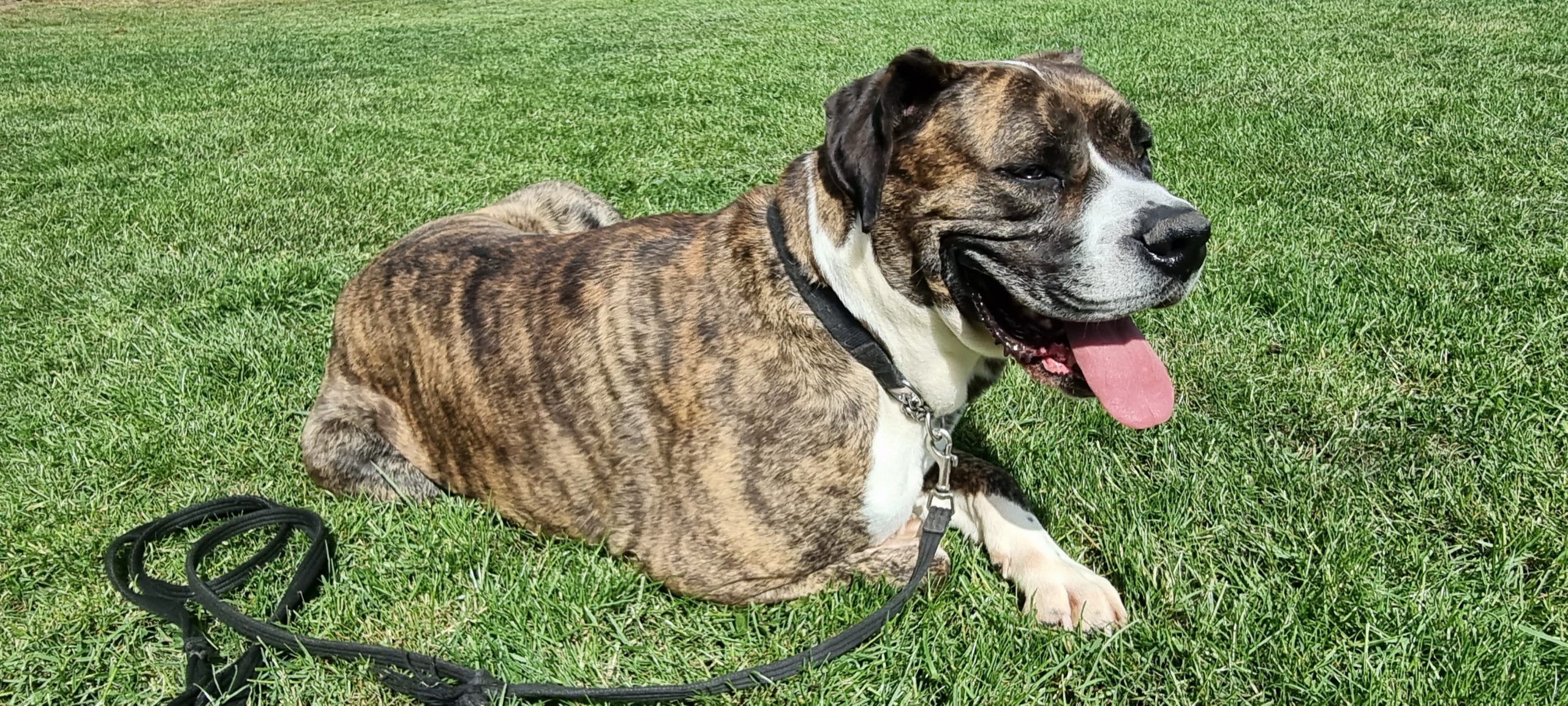 Bruce, a Unknown old male Unknown available for adoption from Doris Banham Dog Rescue in Nottinghamshire