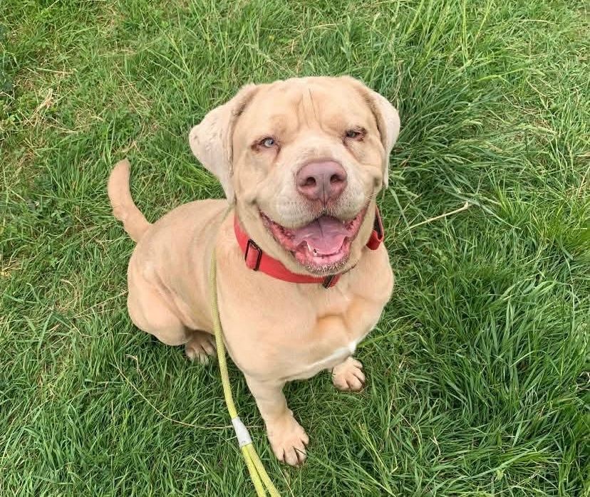 Jager, a male Mastiff available for adoption from Doris Banham Dog Rescue in Nottinghamshire