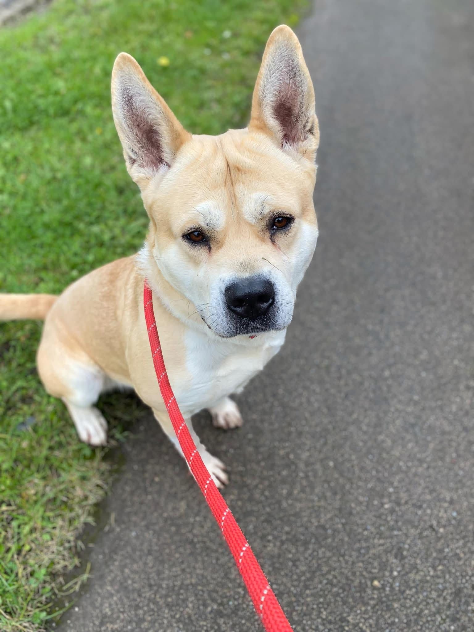 Gobi, a male Akita available for adoption from Doris Banham Dog Rescue in Nottinghamshire