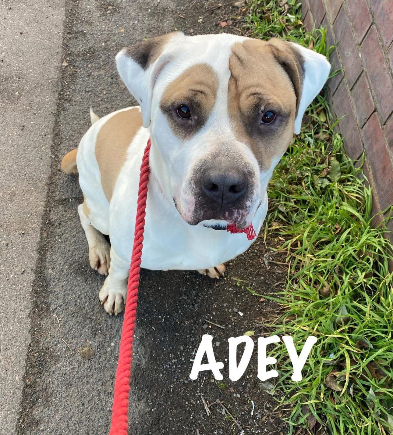 Adey, a Unknown old male Crossbreed available for adoption from Doris Banham Dog Rescue in Nottinghamshire