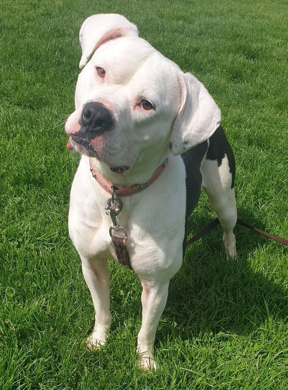 Kayra, a female Bulldog available for adoption from Doris Banham Dog Rescue in Nottinghamshire