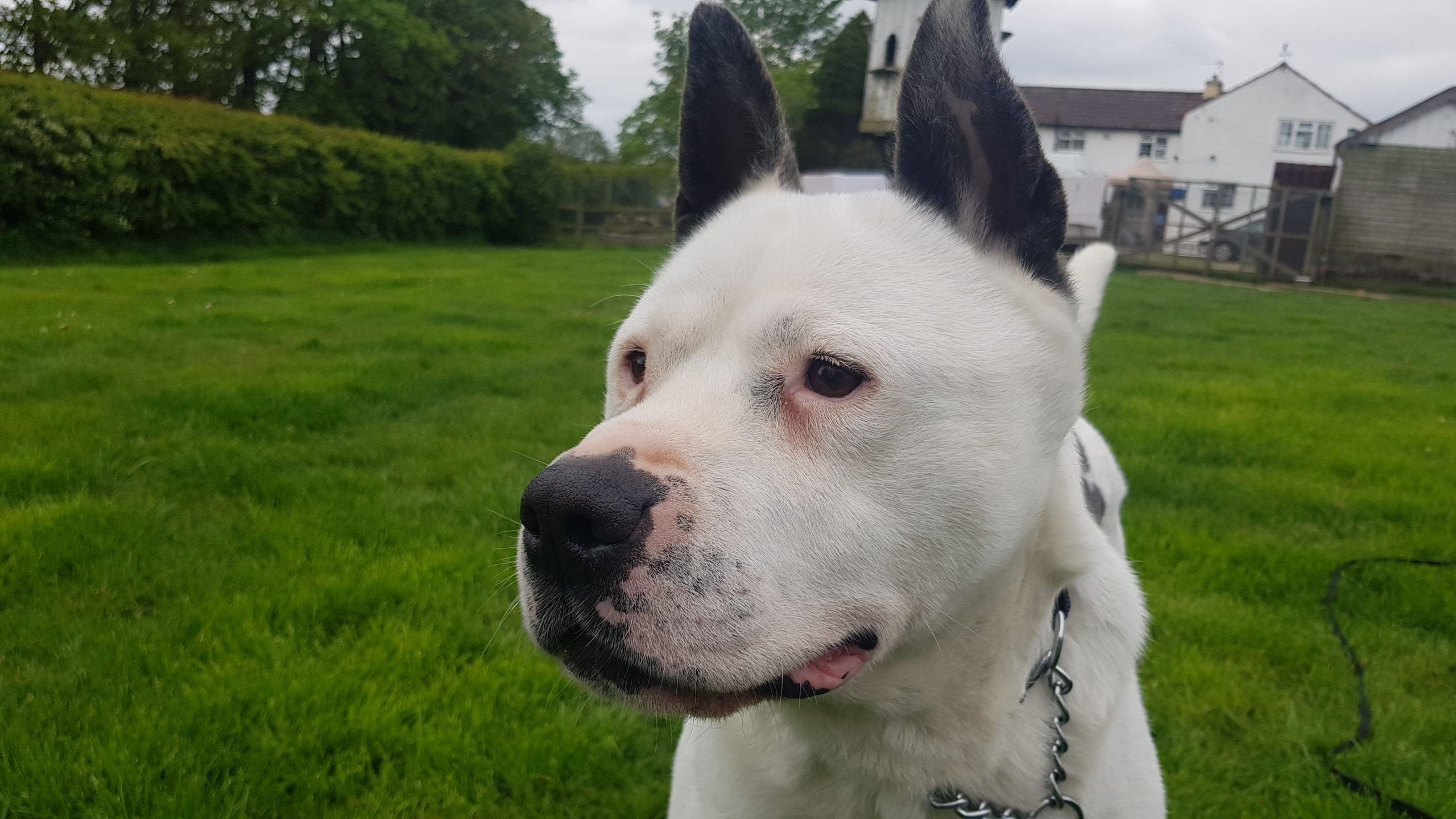 Jasper, a male Akita available for adoption from Doris Banham Dog Rescue in Nottinghamshire