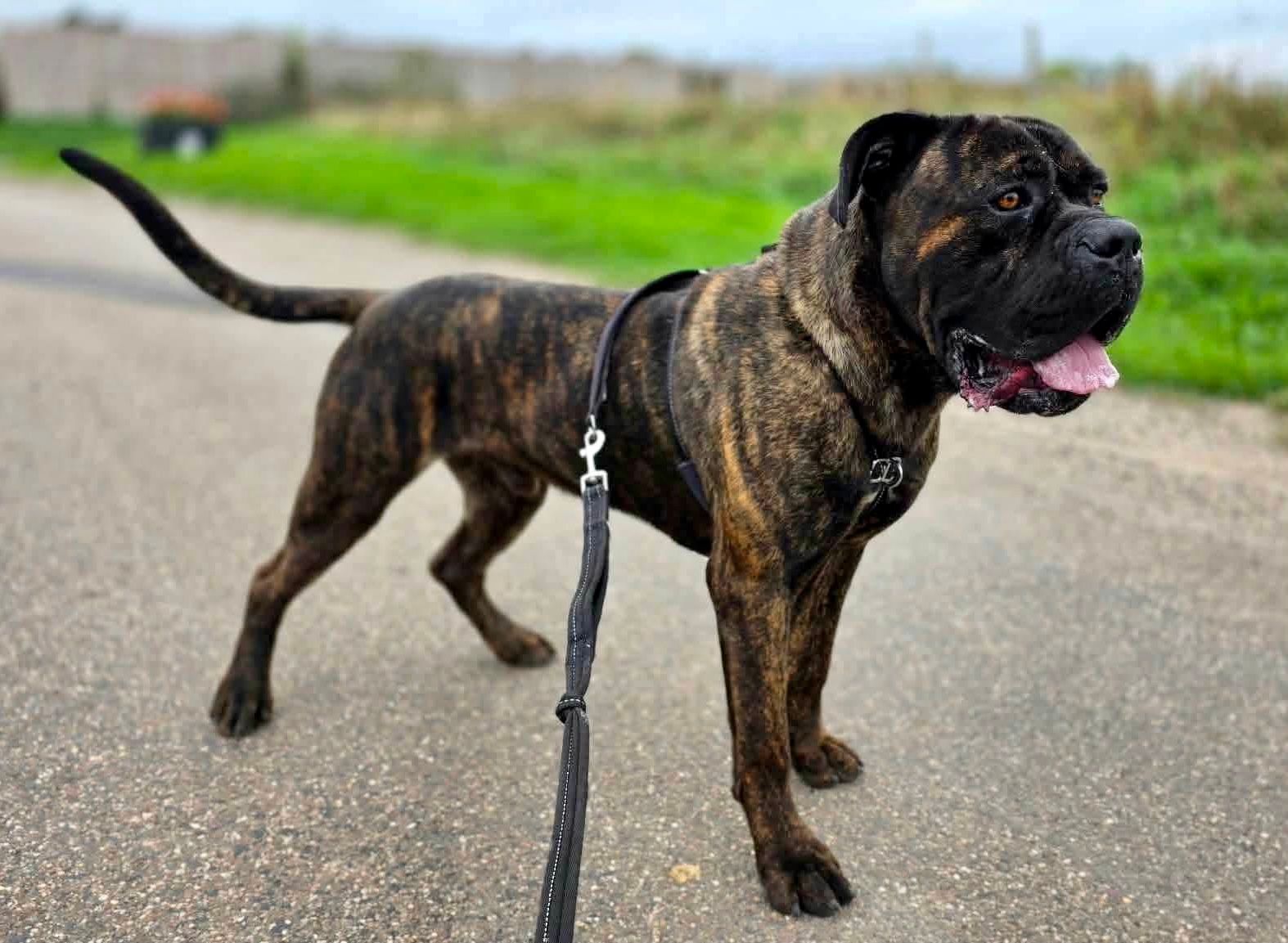 Zorro, a male Boxer available for adoption from Doris Banham Dog Rescue in Nottinghamshire