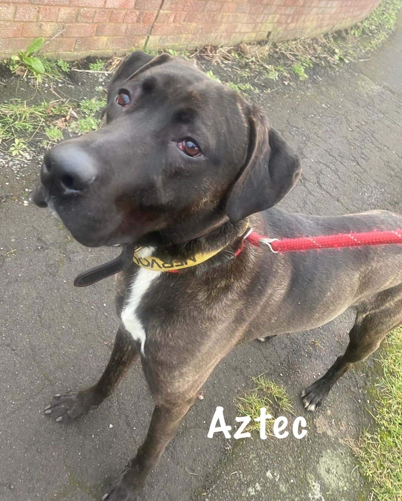 Aztec, a Unknown old male Unknown available for adoption from Doris Banham Dog Rescue in Nottinghamshire
