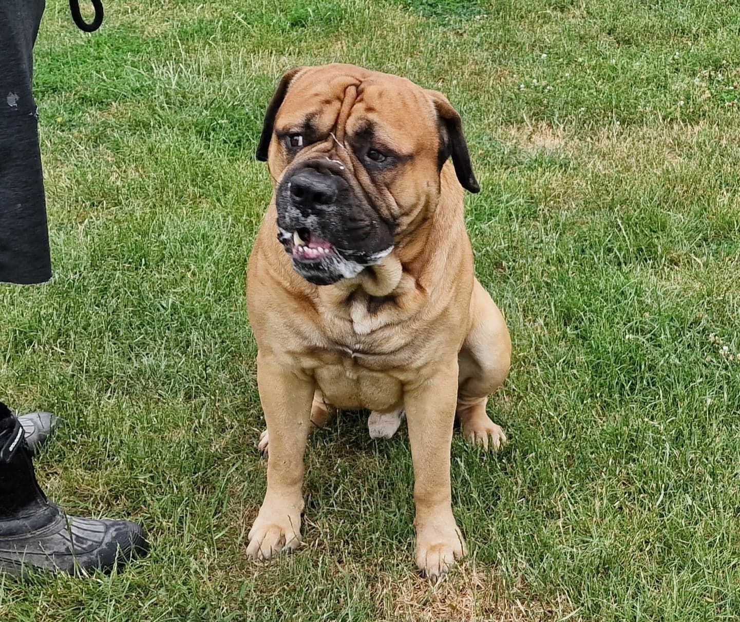 Butch, a Unknown old male Unknown available for adoption from Doris Banham Dog Rescue in Nottinghamshire