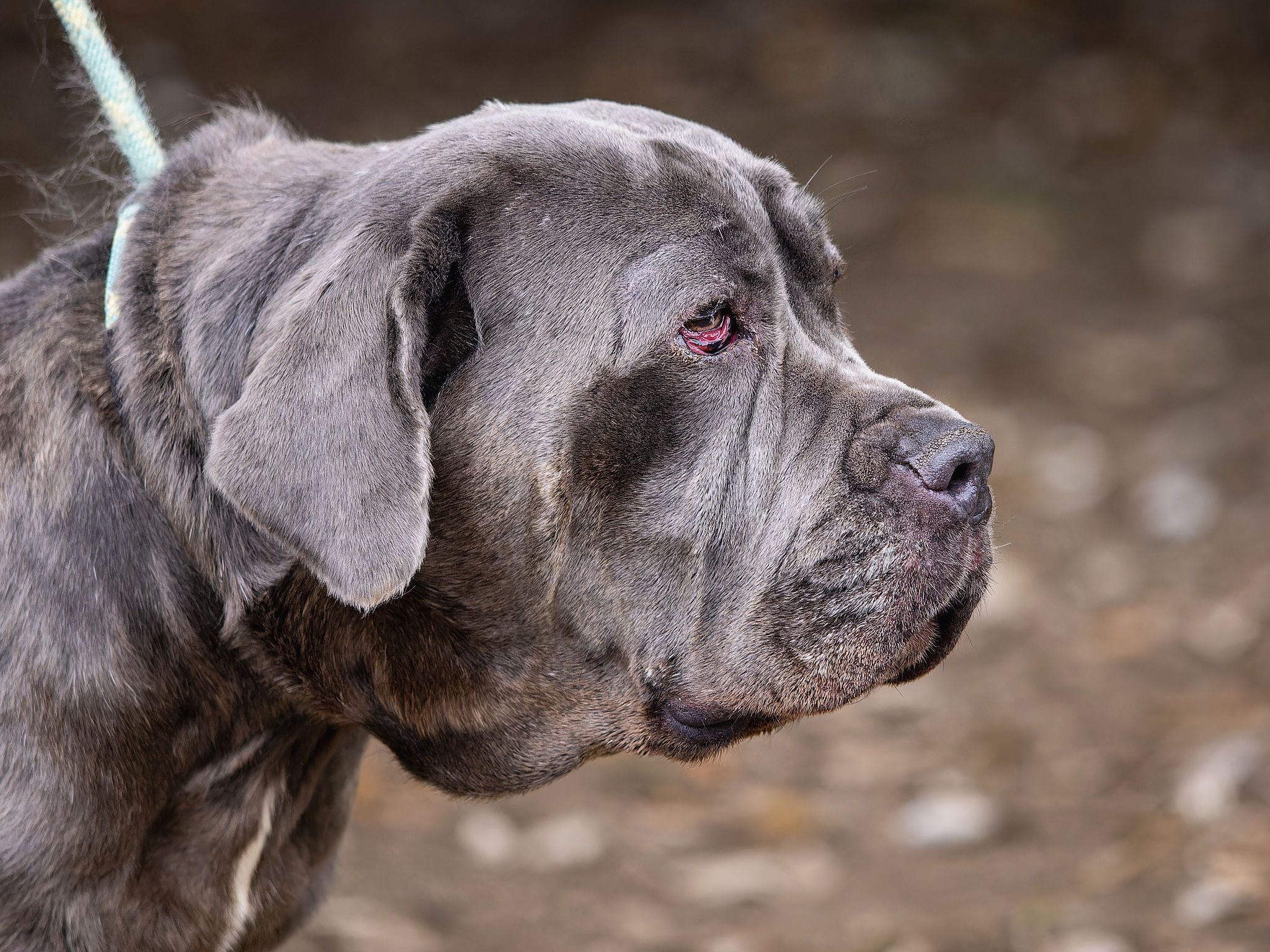 Nova, a Unknown old female Mastiff available for adoption from Doris Banham Dog Rescue in Nottinghamshire