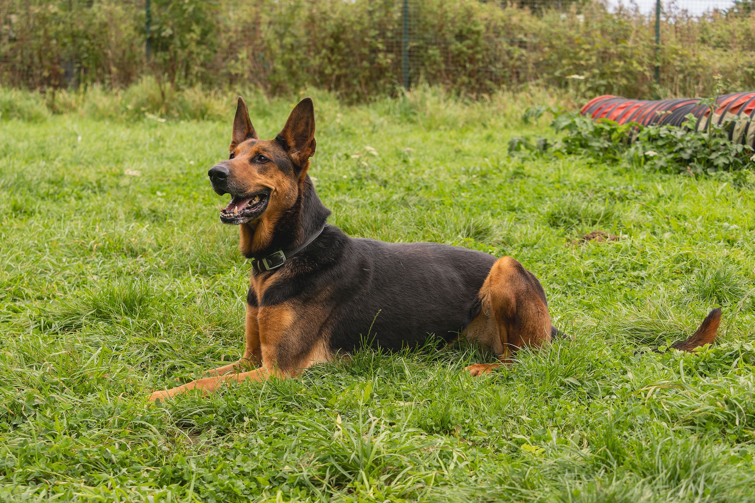 Kie, a male Dobermann available for adoption from Doris Banham Dog Rescue in Nottinghamshire