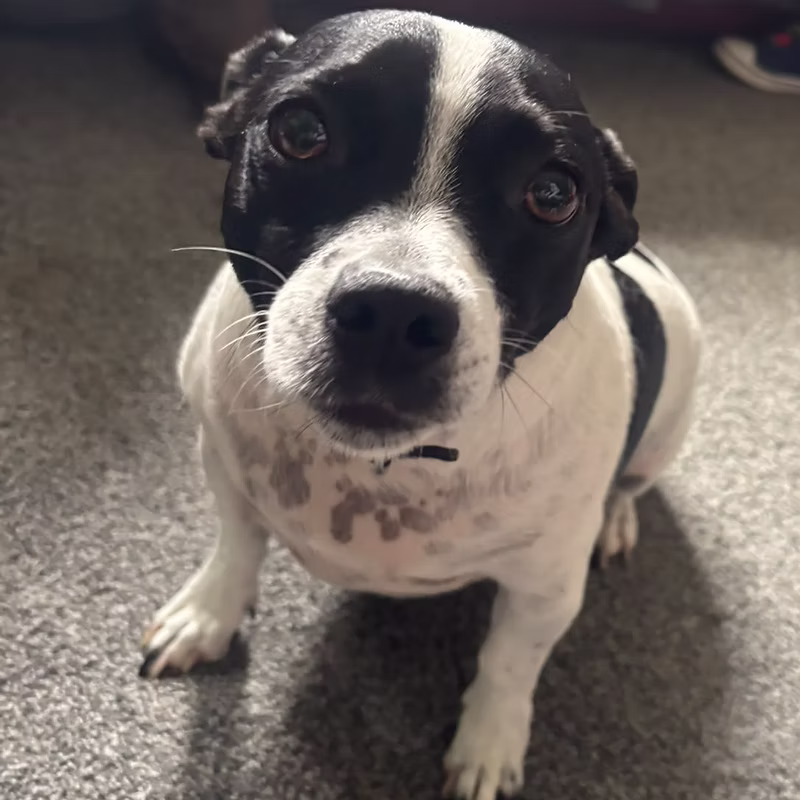 Loki, a 5 years old male Jack Russell Terrier X available for adoption from Easterleigh in Lancashire