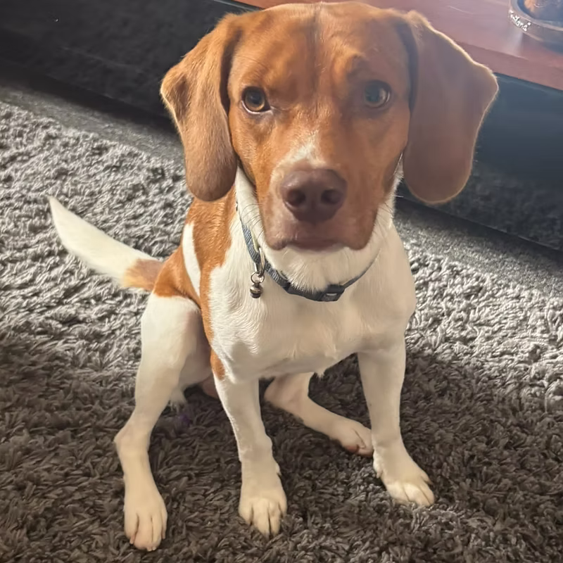Archie, a 2 years old male Beagle available for adoption from Easterleigh in Lancashire