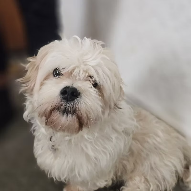 Bailey, a 2 years old male Shih Tzu available for adoption from Easterleigh in Lancashire