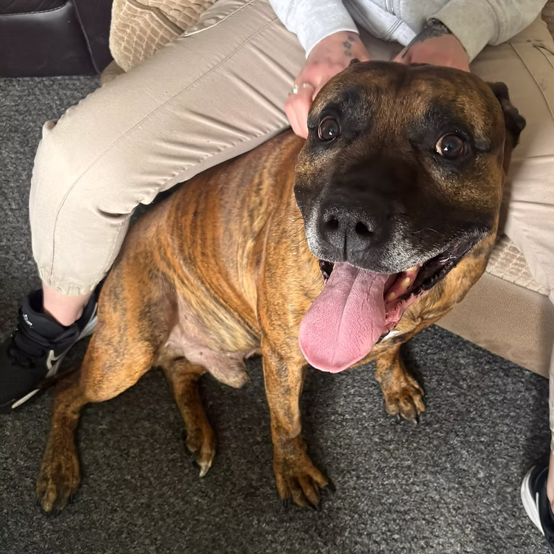 Milo, a 5 years old male Crossbreed available for adoption from Easterleigh in Lancashire