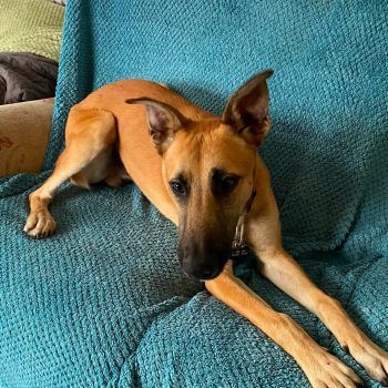 Scooby, a 10 months old male Lurcher available for adoption from Evesham Greyhound & Lurcher Rescue in West Midlands