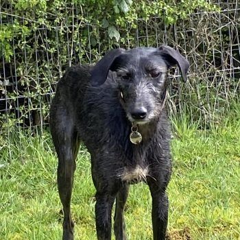 Stormzie, a 2 years old male Lurcher available for adoption from Evesham Greyhound & Lurcher Rescue in West Midlands