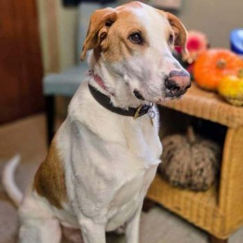 Maxwell, a 5 years old male Lurcher available for adoption from Evesham Greyhound & Lurcher Rescue in West Midlands
