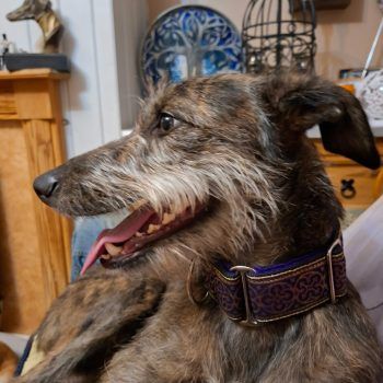 Roma, a 2 years old female Lurcher available for adoption from Evesham Greyhound & Lurcher Rescue in West Midlands