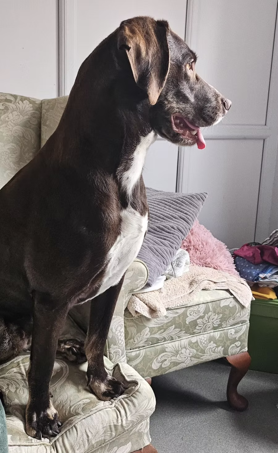 Kova, a Unknown old female Unknown available for adoption from Faith Animal Rescue in Norfolk