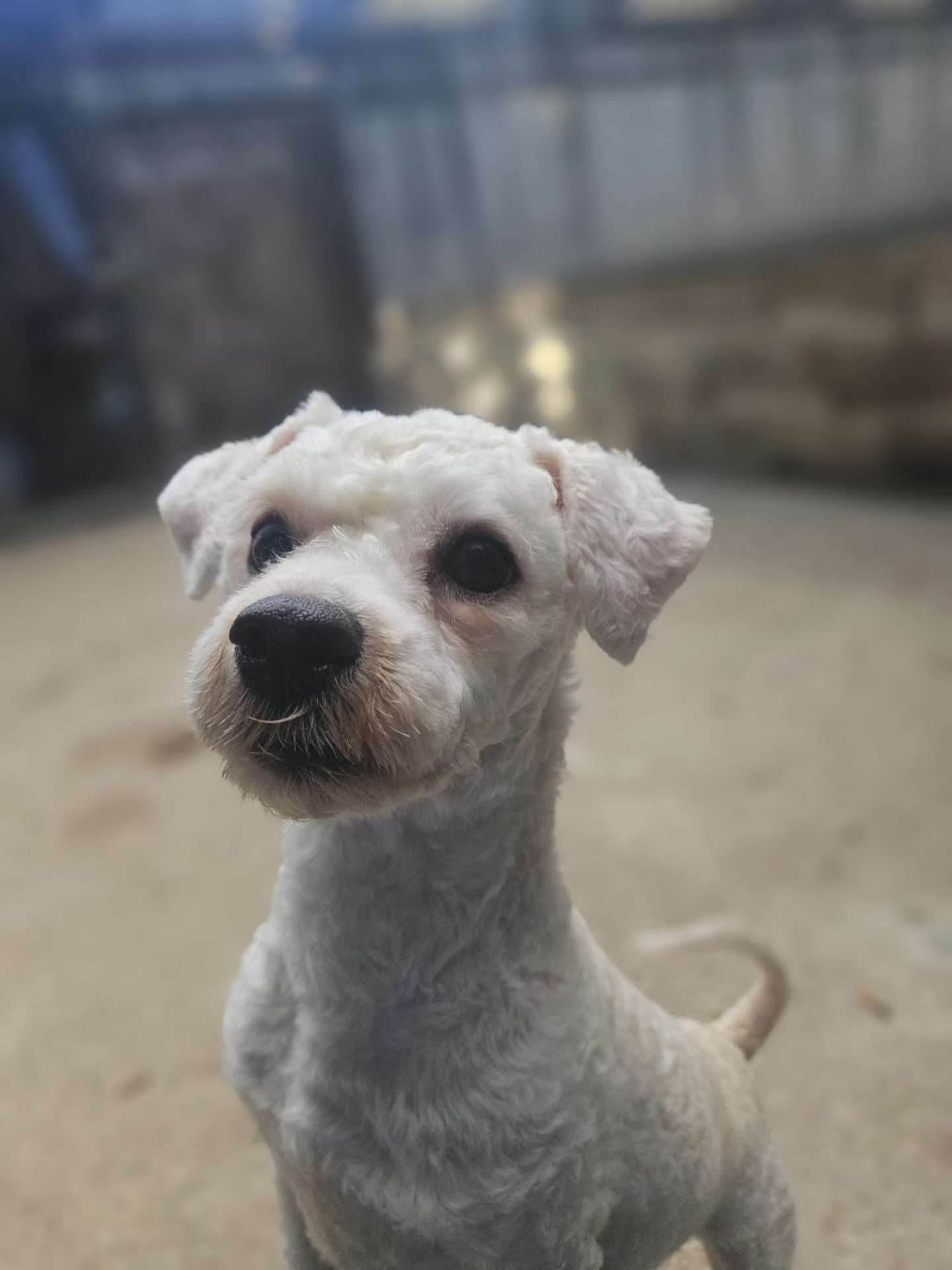 Alfie, a 3 years old male Unknown available for adoption from Foredowne in Devon