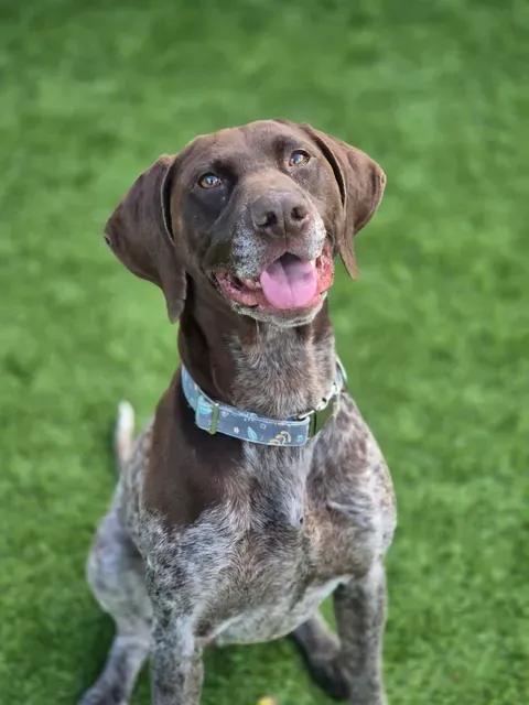 Holli, a 4 years old female German Pointer available for adoption from Foredowne in Devon