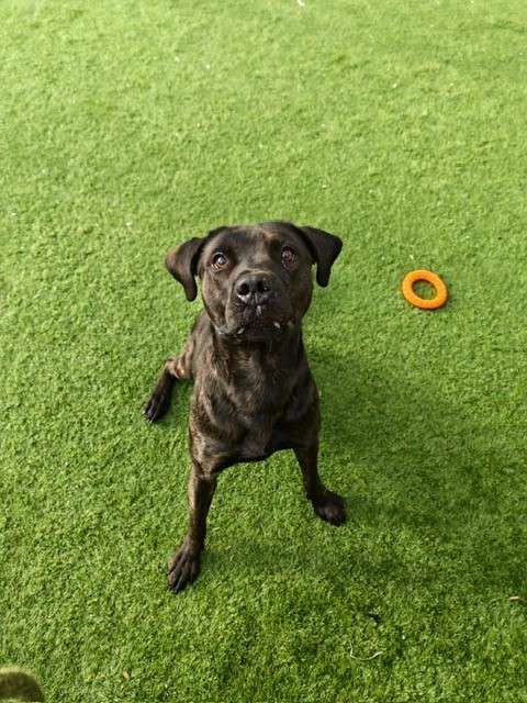 Falcon, a 3 years old male Labrador X Staffordshire Bull Terrier available for adoption from Foredowne in Devon