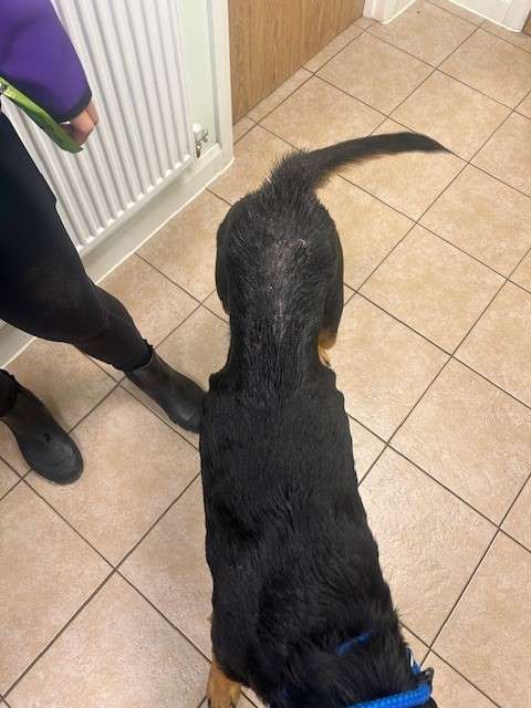 Lenny, a 7 years old male Unknown available for adoption from Foredowne in Devon