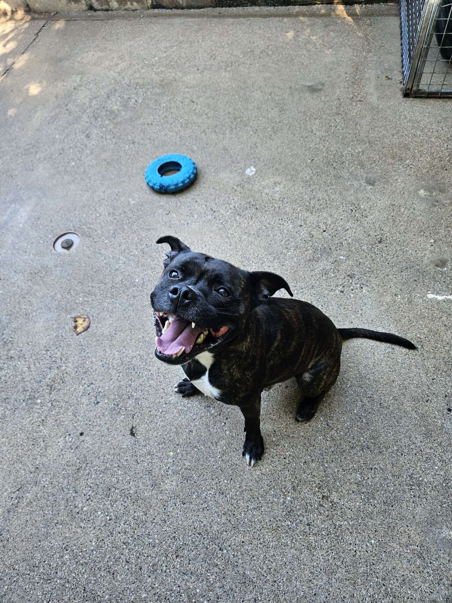 Pigeon, a 3 years old male Staffordshire Bull Terrier available for adoption from Foredowne in Devon