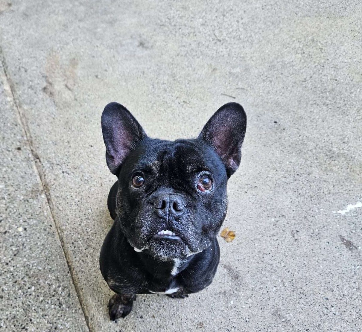 Kong, a 1 year old male Unknown available for adoption from Foredowne in Devon