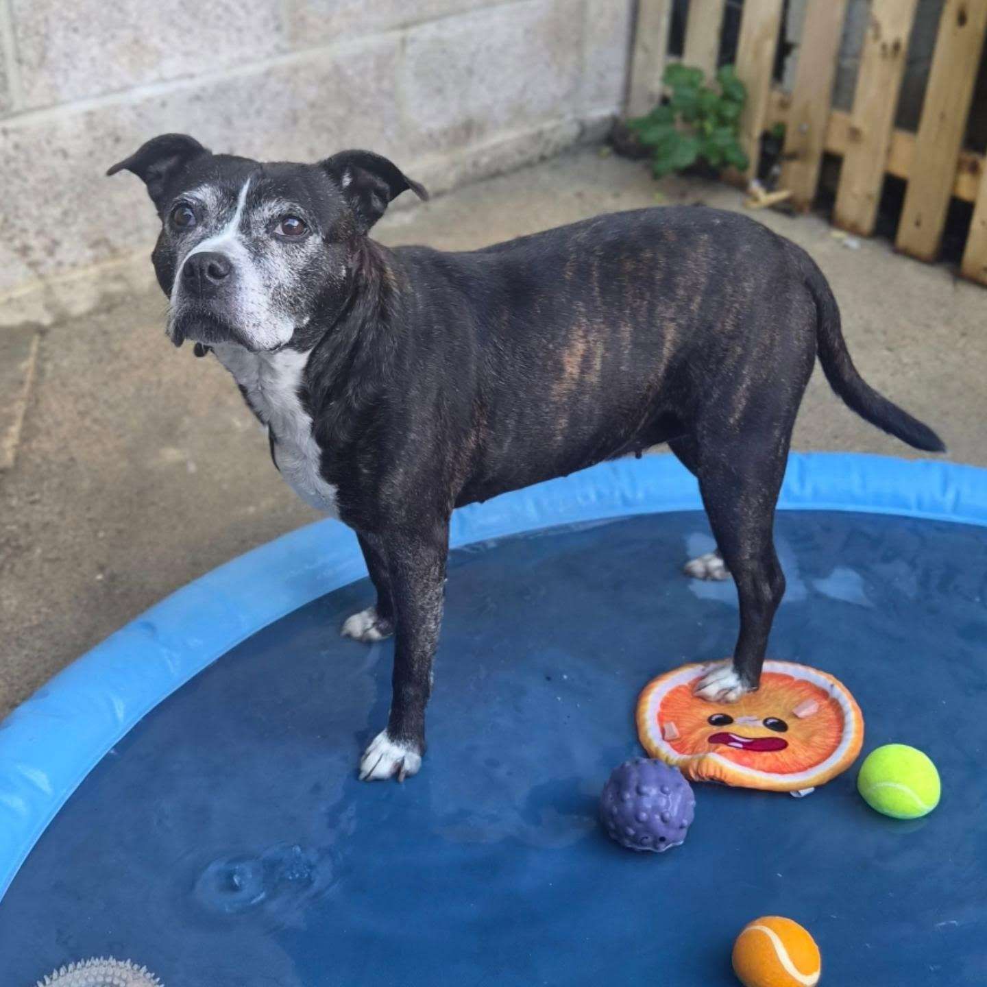 Lyra, a 13 years old female Staffordshire Bull Terrier available for adoption from Foredowne in Devon