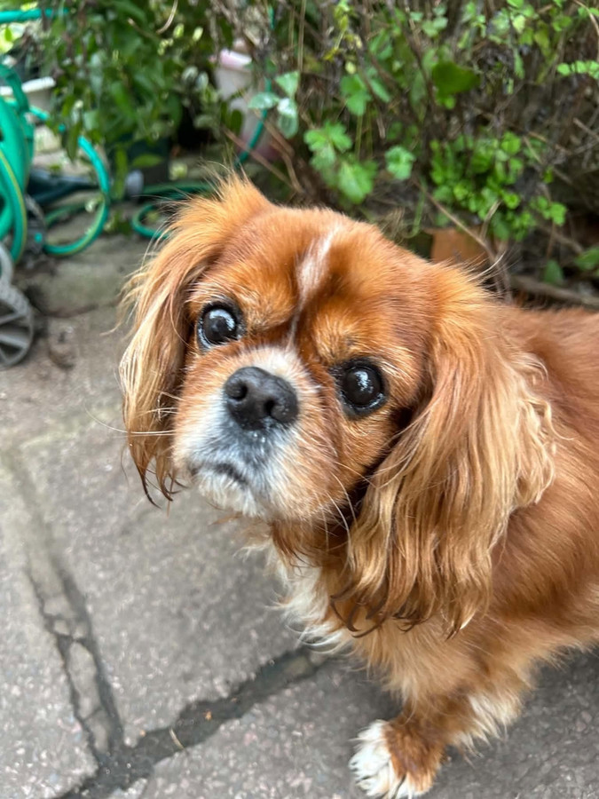 Bertie, a 7 years old male Cavalier King Charles Spaniel available for adoption from Forest of Dean Dog Rescue in Gloucestershire