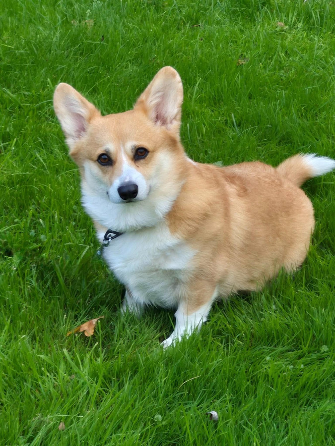 Willow, a 5 years old female Pembroke Welsh Corgi available for adoption from Forest of Dean Dog Rescue in Gloucestershire