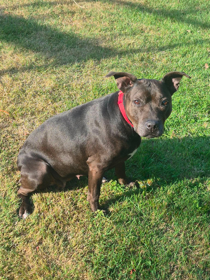 Kayla, a 10 years old female Staffordshire Bull Terrier X available for adoption from Forest of Dean Dog Rescue in Gloucestershire