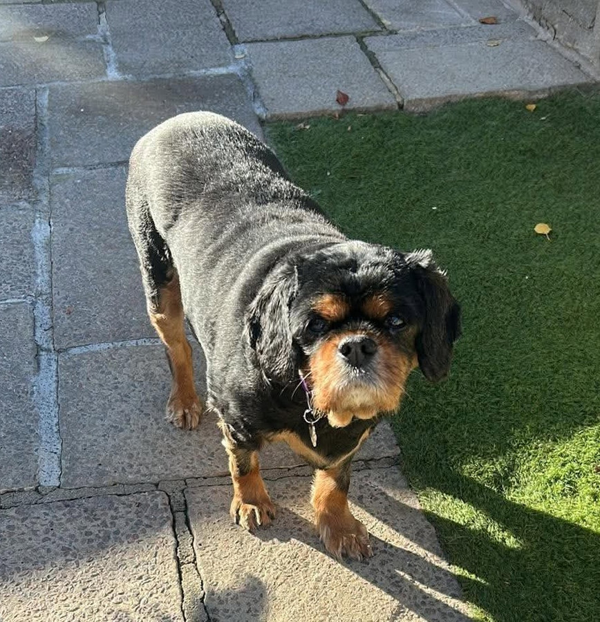 Lily, a 11 years old female Cavalier King Charles Spaniel available for adoption from Forest of Dean Dog Rescue in Gloucestershire