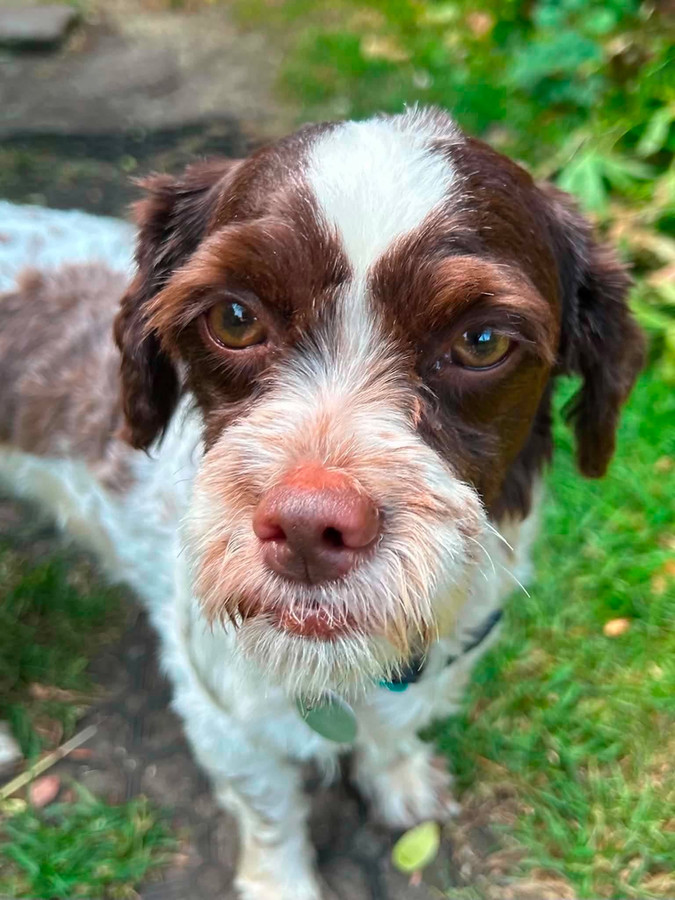 Peppa, a 2 years old female Shih Tzu X available for adoption from Forest of Dean Dog Rescue in Gloucestershire