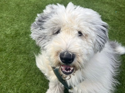 Vinnie, a 18 months old male Old English Sheepdog available for adoption from Forever 5 Old English Sheepdog Rescue an in Lancashire