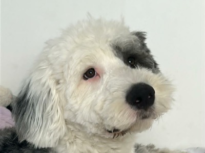 Vinnie, a 18 months old male Old English Sheepdog available for adoption from Forever 5 Old English Sheepdog Rescue an in Lancashire