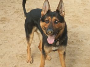 Rocky, a 2 years old male German Shepherd available for adoption from German Shepherd Rescue Elite in Cornwall