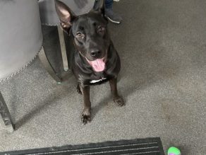 Roxie, a 1 year old female German Shepherd available for adoption from German Shepherd Rescue Elite in Bedfordshire