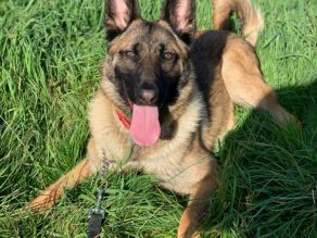 Axel, a 6 months old male Belgian Malinois X German Shepherd available for adoption from German Shepherd Rescue Elite in Essex