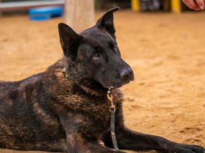 Skoll, a 6 years old male Dutch Shepherd available for adoption from German Shepherd Rescue Elite in Cornwall