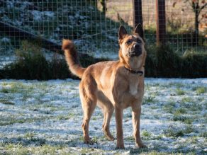 Bonnie, a 2 years old female German Shepherd available for adoption from German Shepherd Rescue Elite in Cornwall