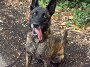 Ben, a 6 years old male German Shepherd available for adoption from German Shepherd Rescue Elite in Essex