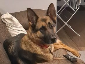 Anna, a 5 years old female German Shepherd available for adoption from German Shepherd Rescue Elite in Essex