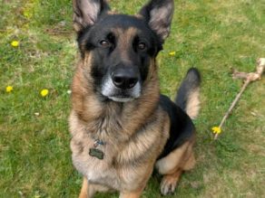 Blue, a 4 years old male German Shepherd available for adoption from German Shepherd Rescue Elite in Essex