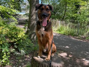 Barney, a 3 months old female Belgian Malinois available for adoption from German Shepherd Rescue Elite in Greater London